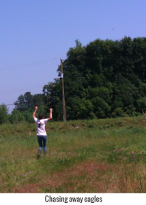 chasing_away_eagles_big