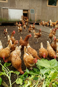 chickens_and_greens
