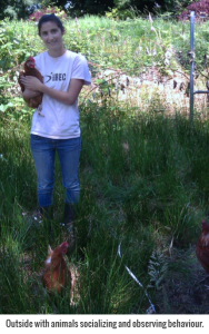 observing_chickens_1_large