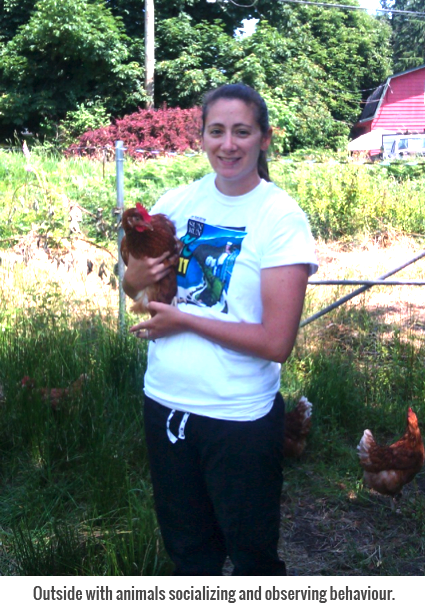 observing_chickens_2_large