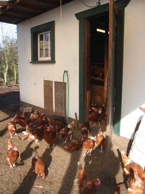 old-hen-house