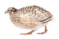 quail_on_white